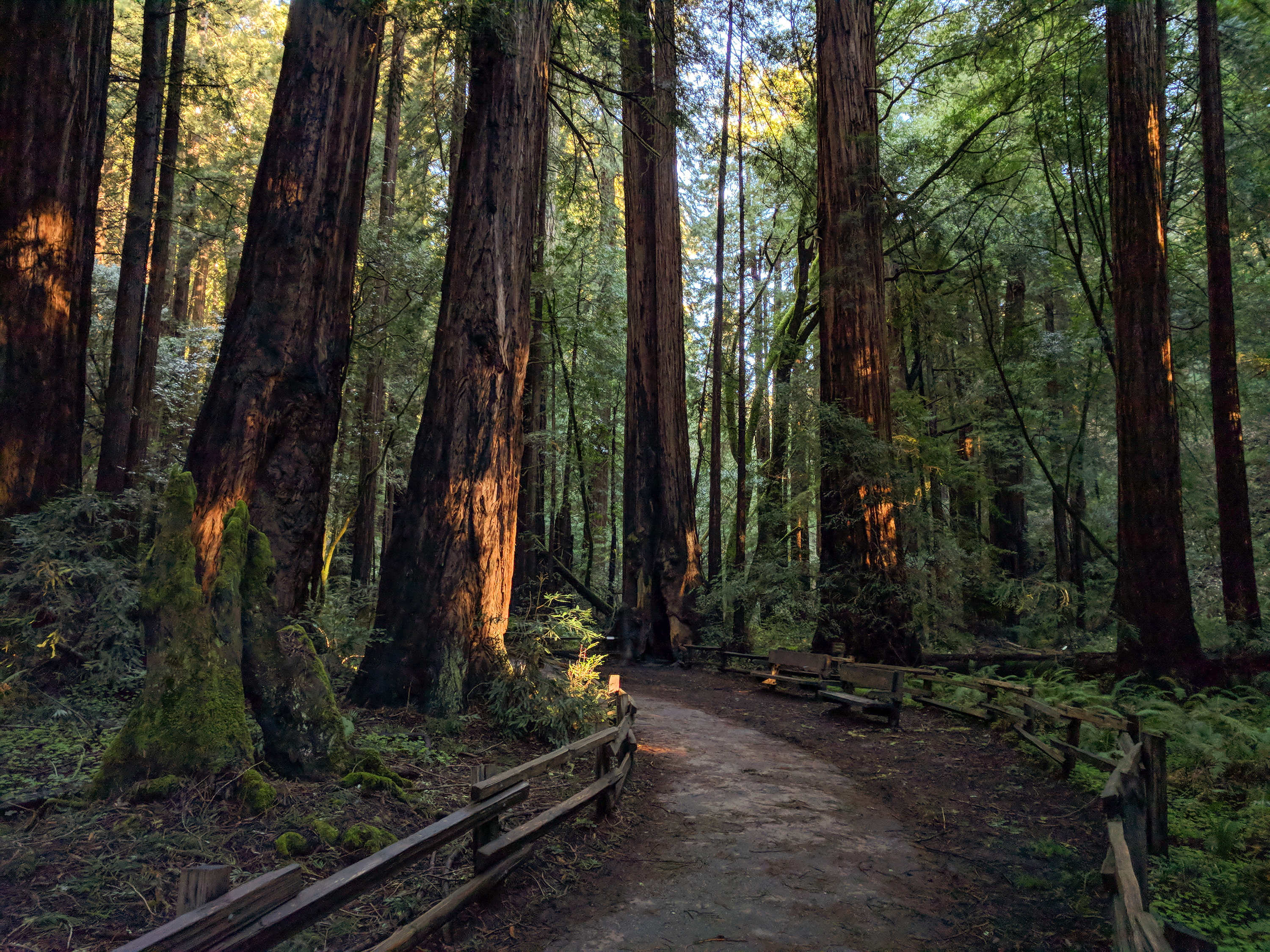 Muir Woods 'History Under Construction' Exhibit Removal